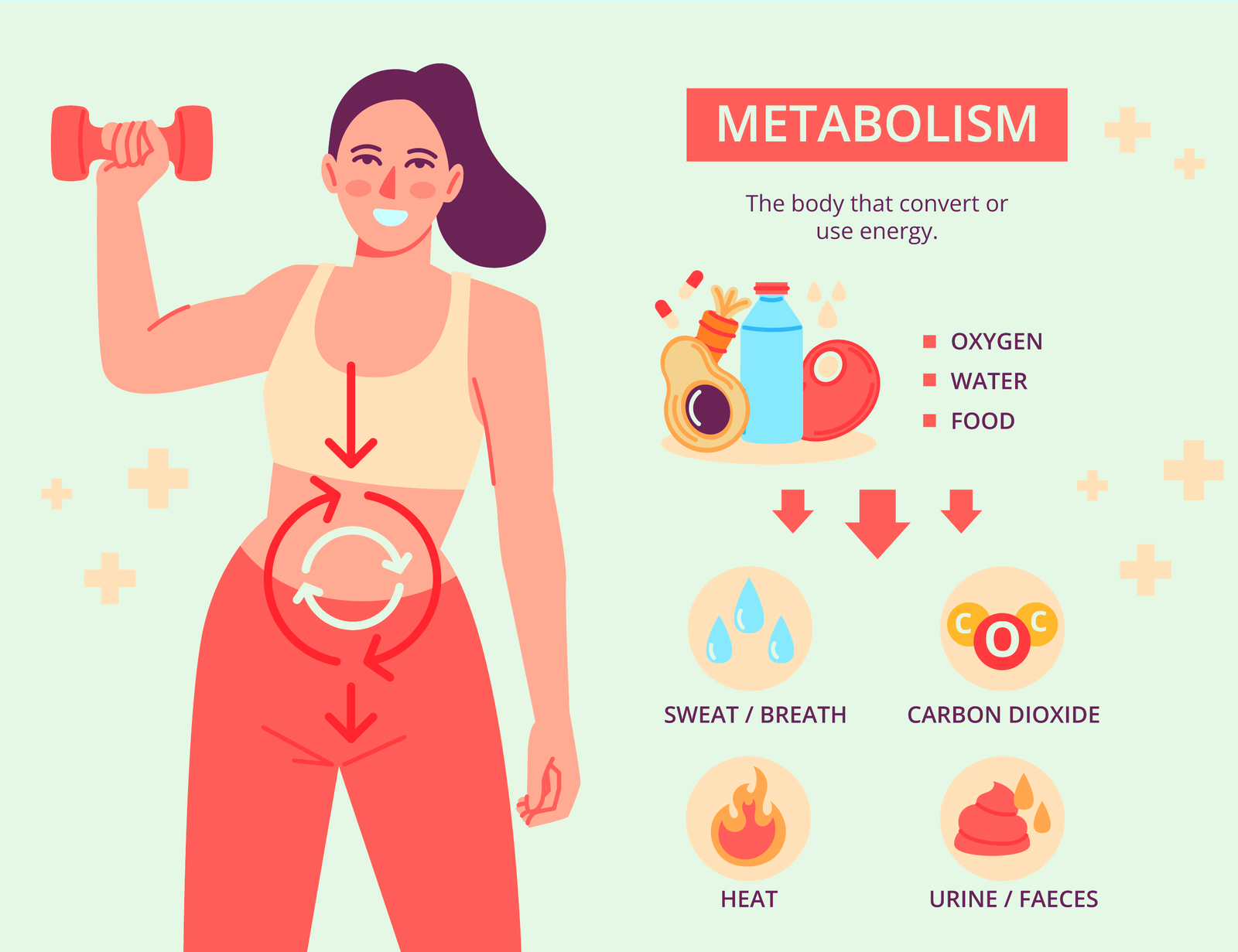 Understanding Your Metabolism: A Key Player in Weight Management